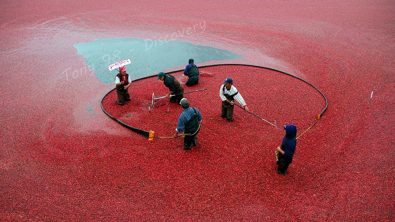 Американские фермеры собрали таким образом 791 миллион фунтов клюквы — Cranberry Harvesting