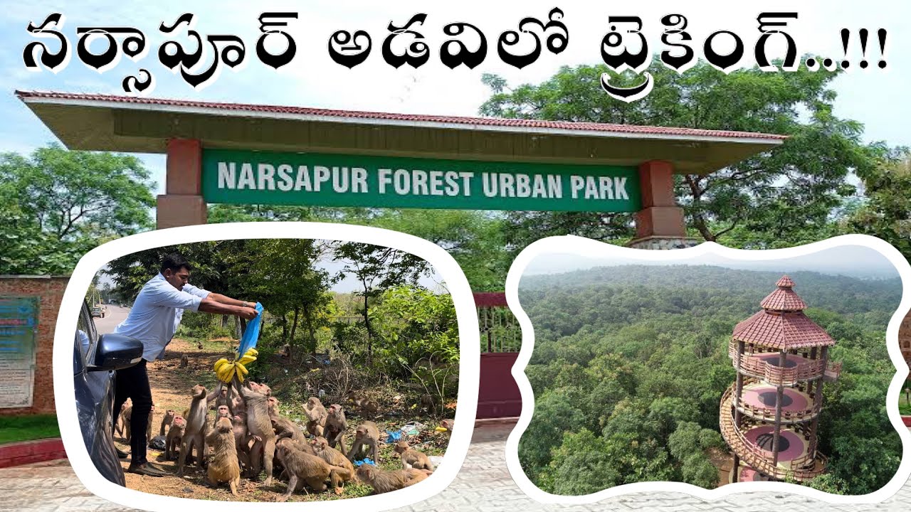 Narsapur Forest Urban Park|| నర్సాపూర్ ఫారెస్ట్|| Feeding Monkeys || Trekking.