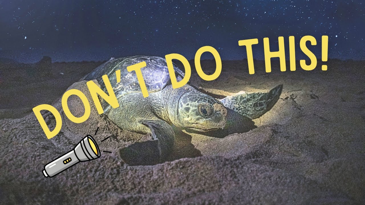 Lights Out for Sea Turtles! Why they are an issue and what we can do 🐢💡