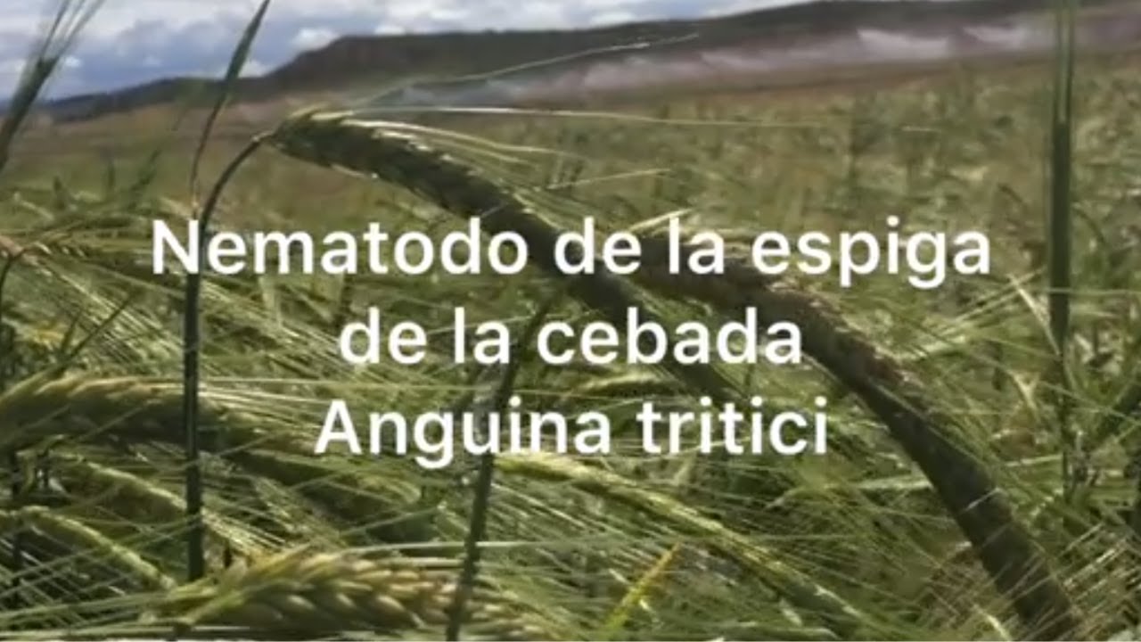 Nematodo de la espiga de la cebada