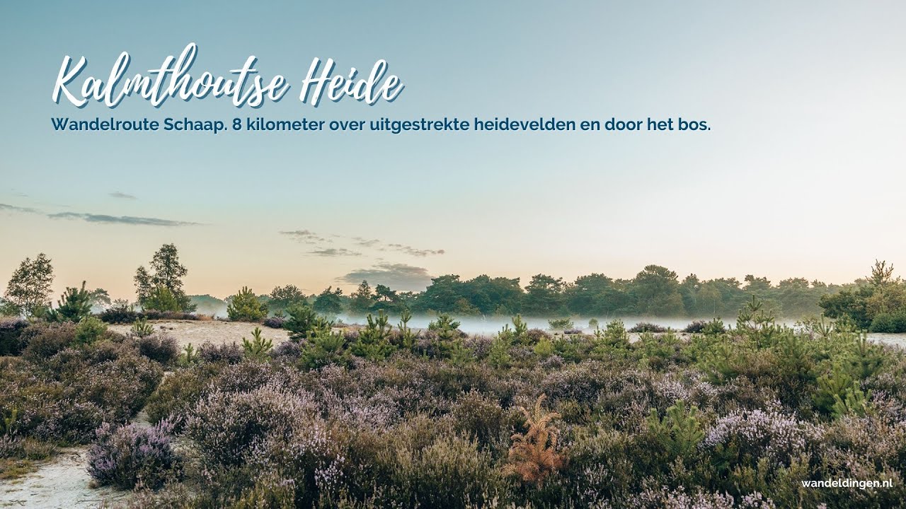 Wandelroute Schaap Kalmthoutse Heide