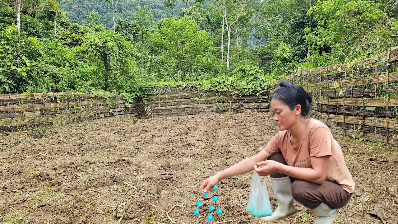 Gardening, weeding and cultivating land to grow corn, peanuts and squash.