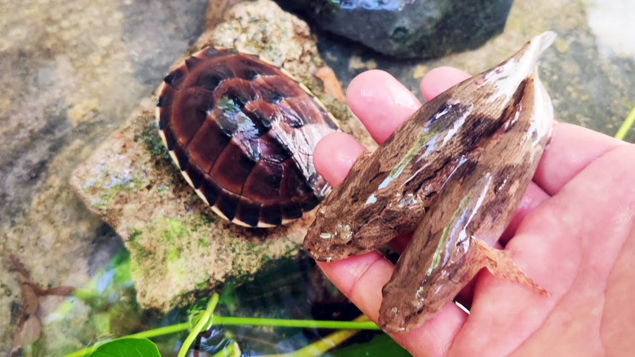 Catching fish & baby turtles, lots of small fish of all colors.  🐠