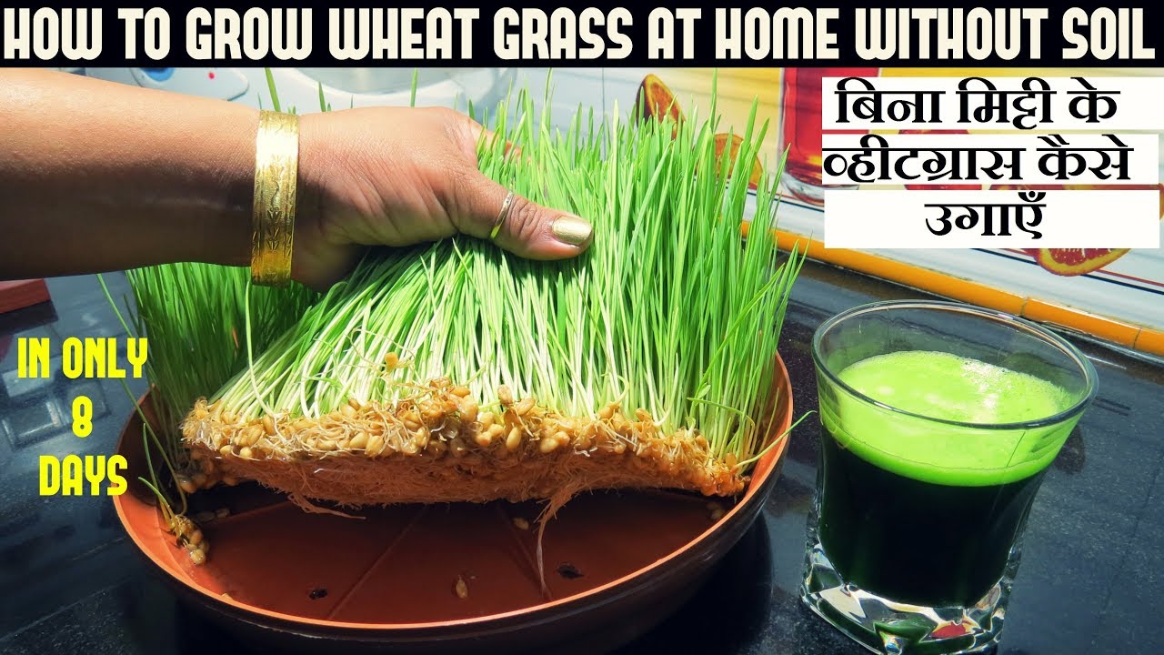 बिना मिट्टी के व्हीटग्रास कैसे उगाएँ। how to Grow wheatgrass at home |गेहूं के ज्वारे |FULL UPDATES