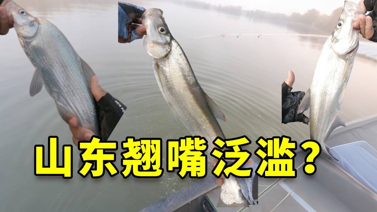 钓鱼佬的终极梦想！不仅连中还把翘嘴钓到爽 #大豪夫妇 #大魚 #戶外 #fishing