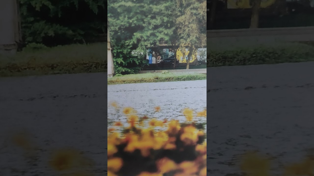Người tình không đến. St Thương Ngàn. Kim Hiệp cover 🌺🌺🌺