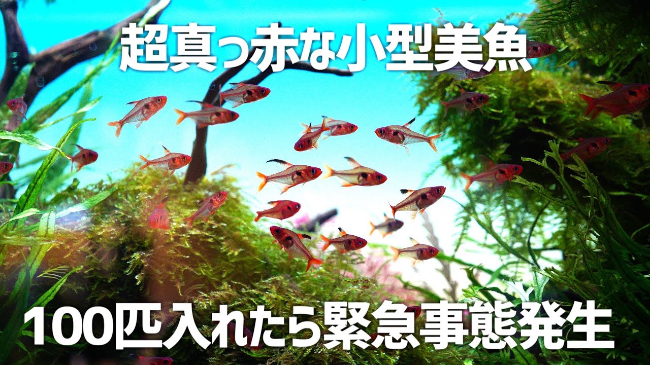 ド真っ赤な生体を大量導入。しかし問題発生。#274【アクアリウム】