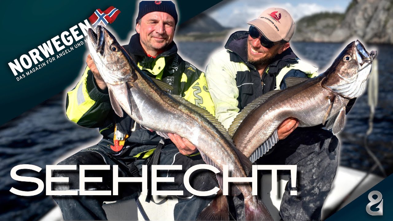 Zielfisch Seehecht! Mit Sven Gust am Namsenfjord!