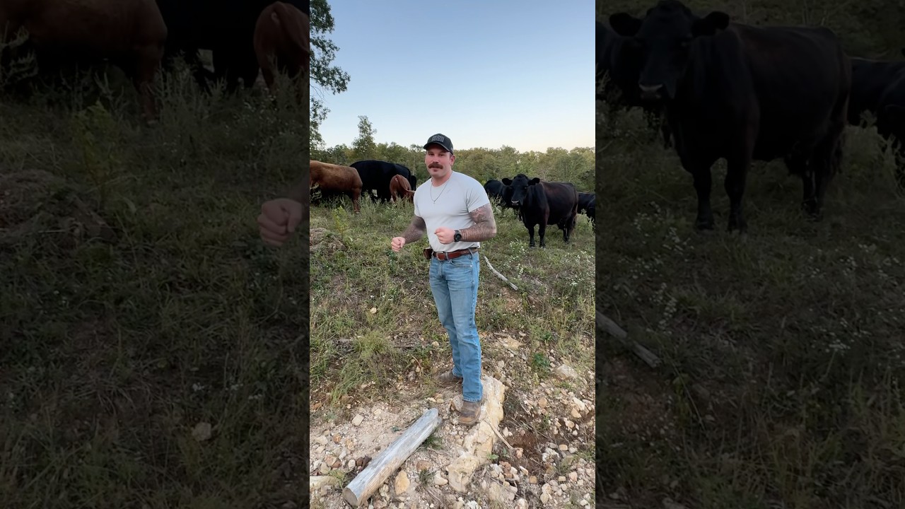First Generation Cattle Ranch!! #cow #homestead #farmlife