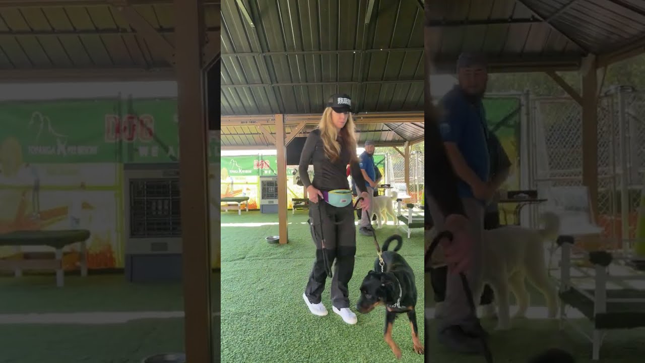 Teaching Commands in a Group Setting — Our Trainer’s Approach