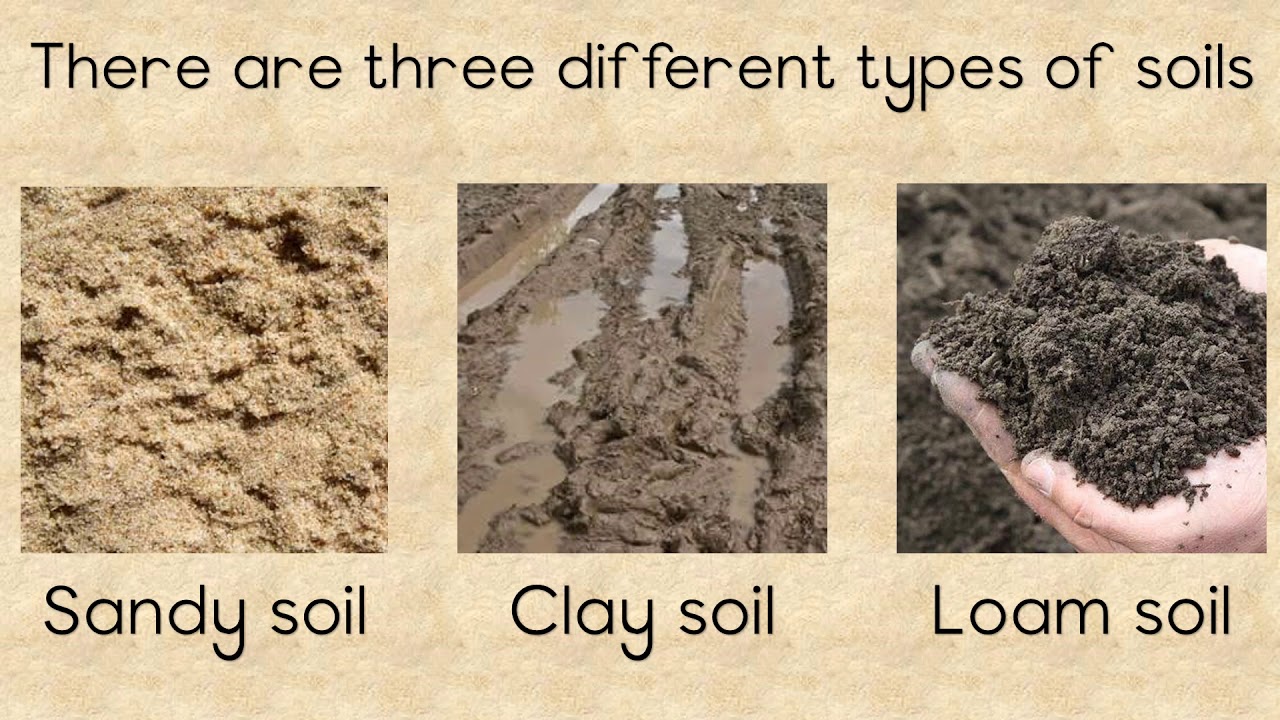 SOIL - Different types and the importance of Soil