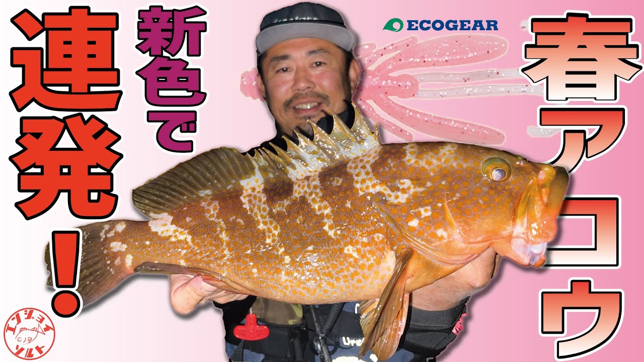 2023新色で釣る！春のキジハタ(アコウ)
