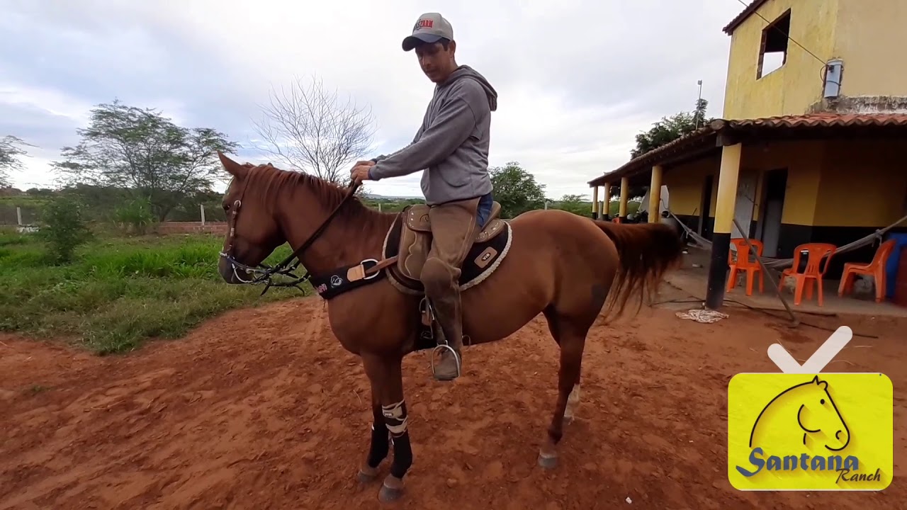 AMOLECER E MOVIMENTAR COSTELAS DE CAVALOS