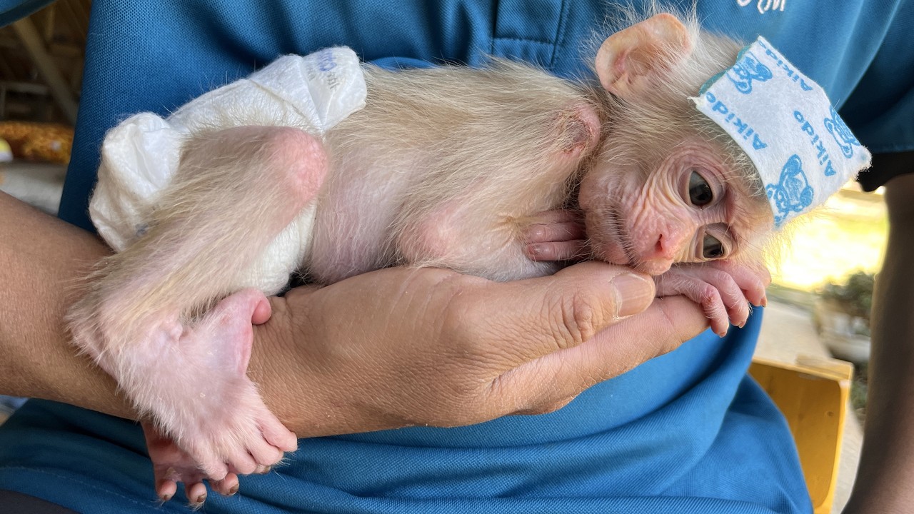 Animal Rescue ⛑️Max and dad tried best to get baby monkey back to health but...🙈❤︎❤︎❤︎