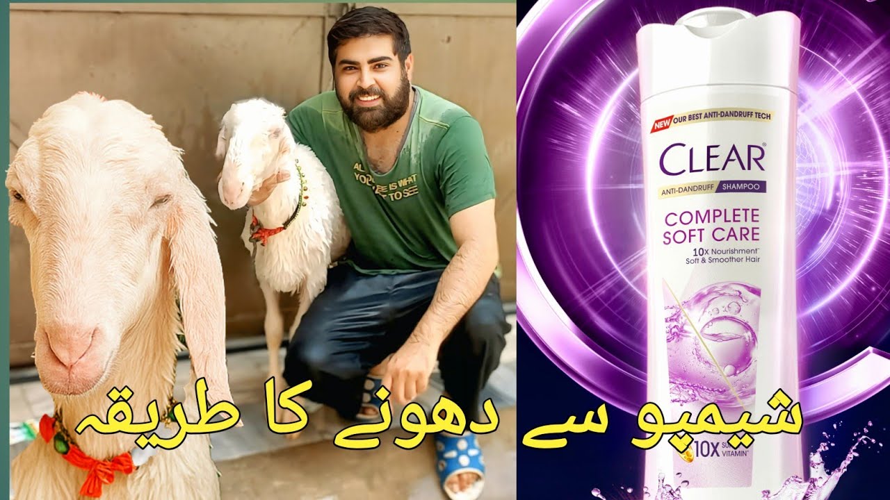 Shampoo Time with Bakray & Chatray | Mazedaar Eid Vlog 2025 🎉 | Areesha Yahya