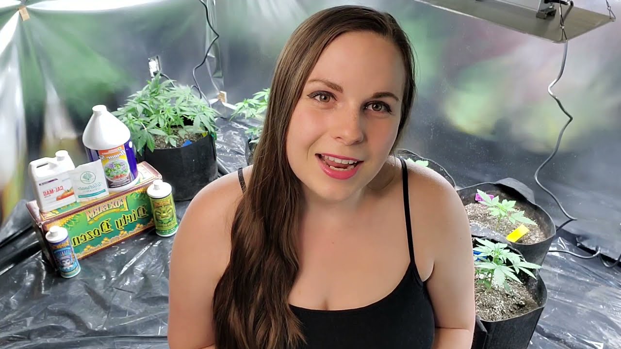 How to Feed and Water Autoflowers - A Beginner's Guide