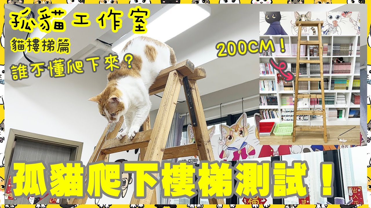【孤貓工作室】之貓樓梯篇－孤貓爬下樓梯測試！