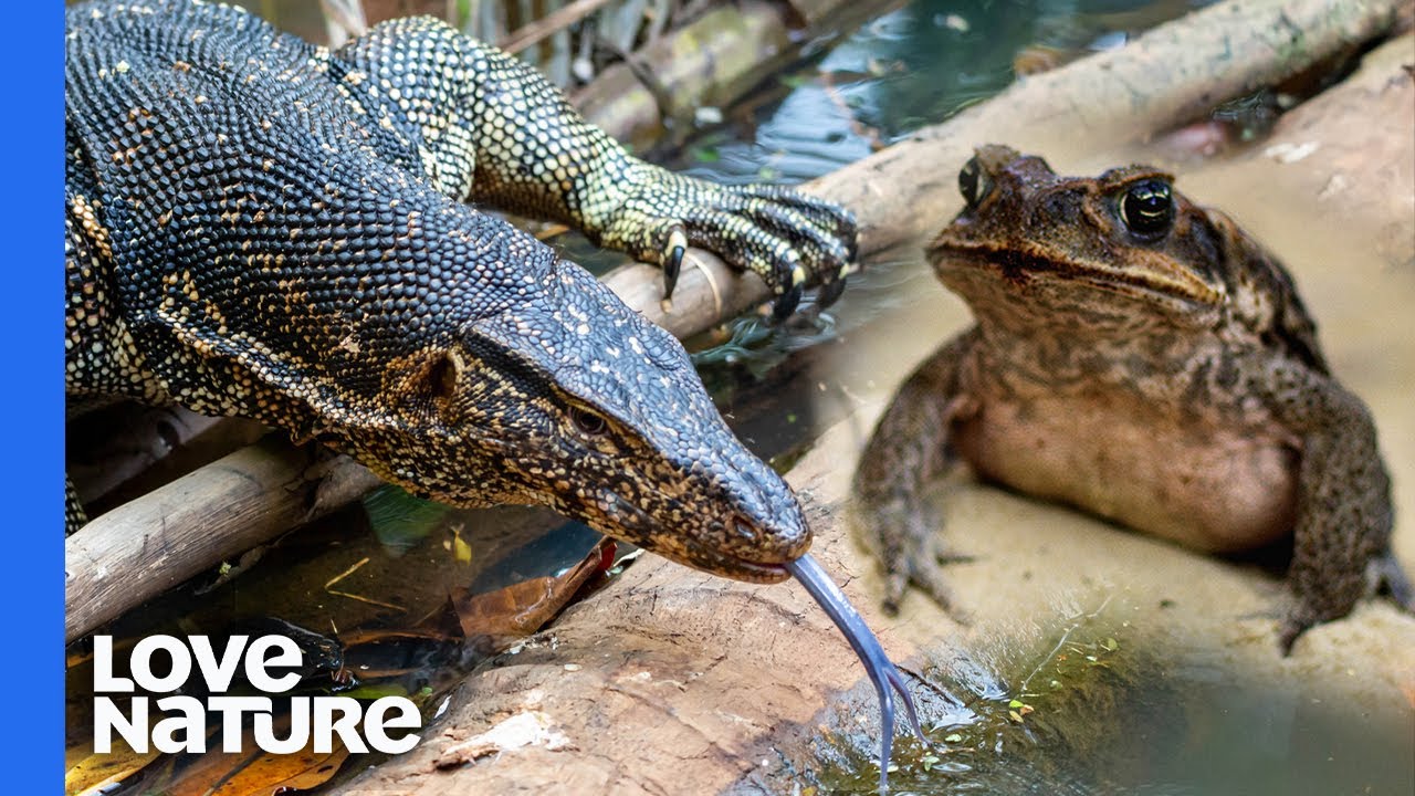 Monster Lizards Rule This Waterhole