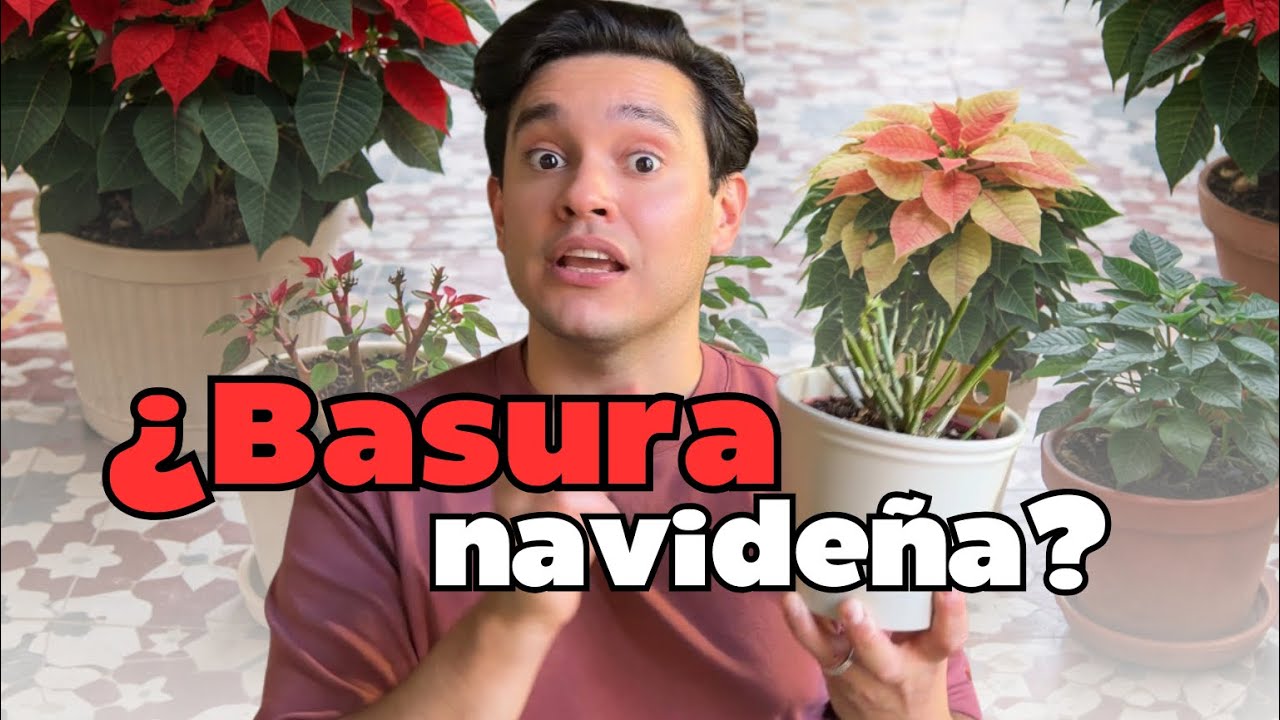 Qué hacer con tu poinsettia después de Navidad (para que no muera)
