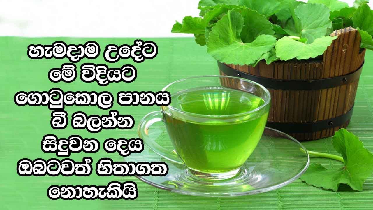 හැමදාම උදේට මේ විදියට ගොටුකොල පානය බී බලන්න - සිදුවන දෙය ඔබටවත් හිතාගත නොහැකියි