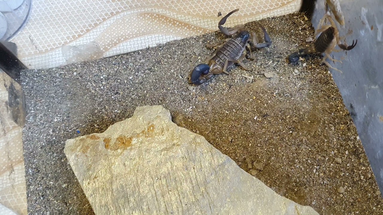 Hottentotta Jayakari mating