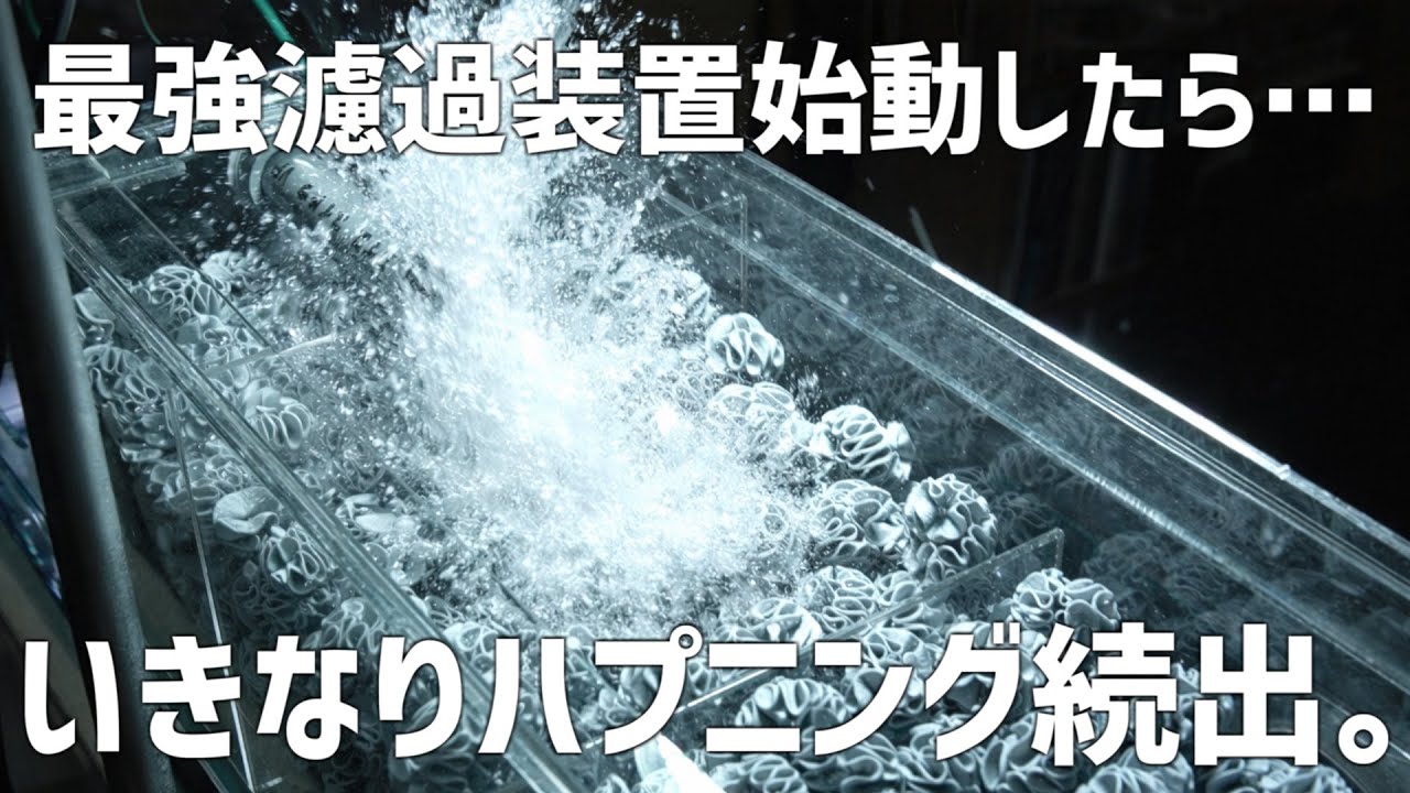 最強濾過装置水槽始動！いきなりトラブル発生。#775【アクアリウム】