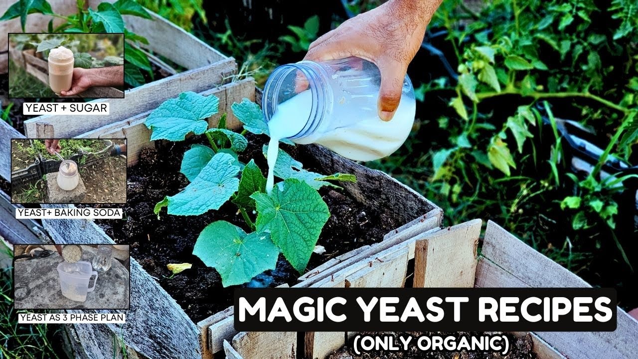 “Chemical Fertilizers are Dead—Switch to Yeast and See the Magic!” i selected this