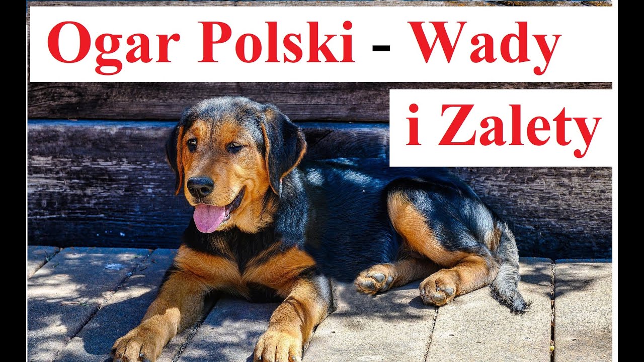 Ogar Polski - Wady i Zalety