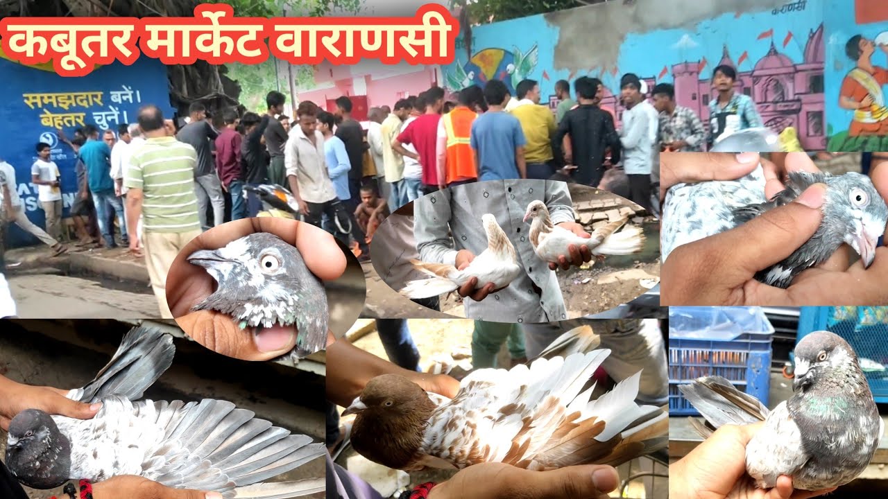 Varanasi Kabutar Market Show || #pigeon #kabootarmarket #kabutarbazi #birdslover @pigeonvns