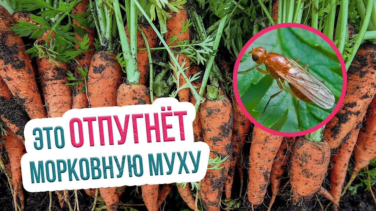 Морковная муха: методы борьбы и профилактика. Защита от морковной мухи