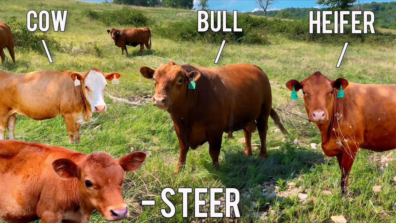 The Difference Between Bulls, Cows, Heifers, and Steers