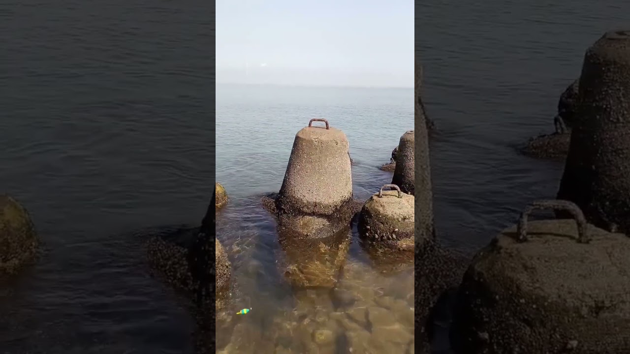 mancing ikan belanak ekor kuning pakai umpan tepung