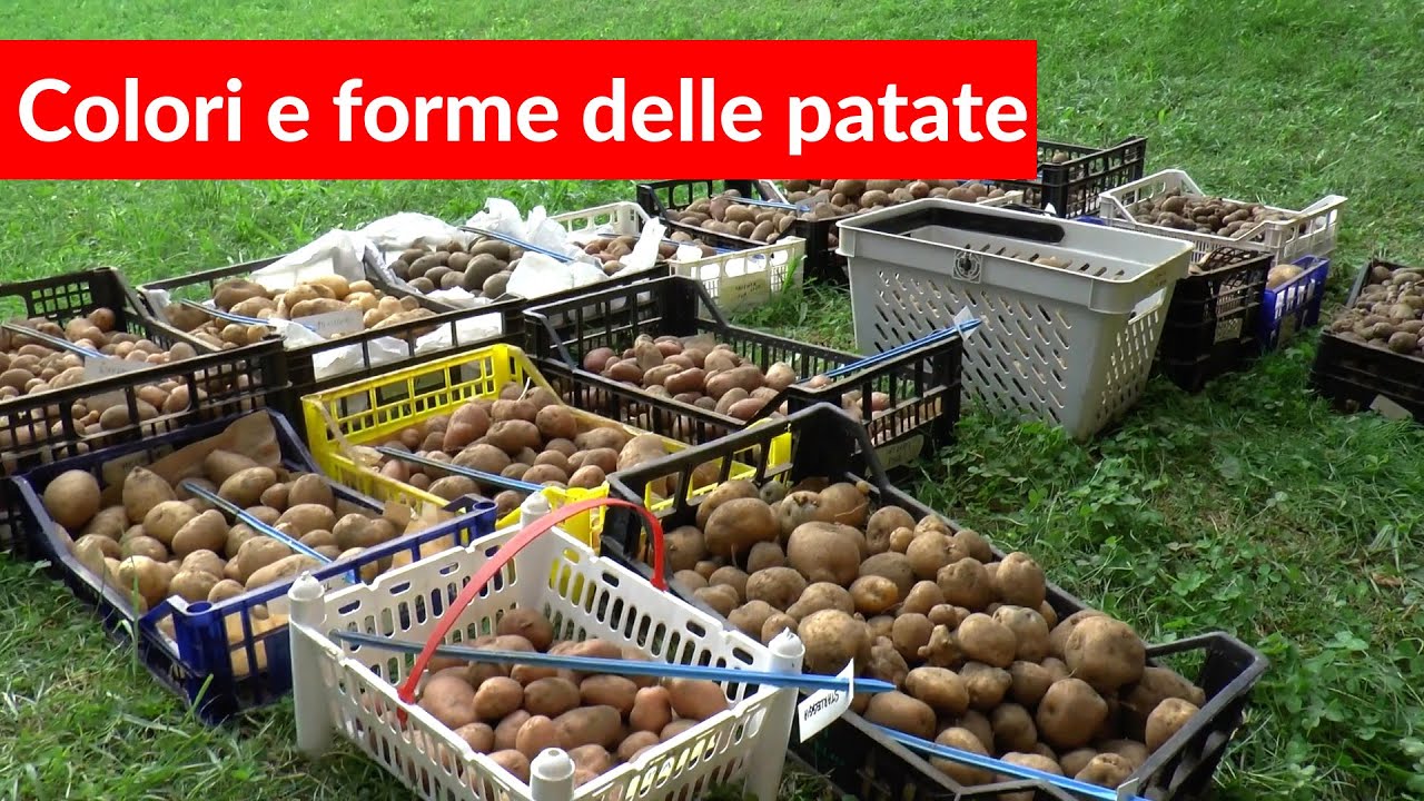 Colori, forme e consistenze di 15 Varietà di Patate.