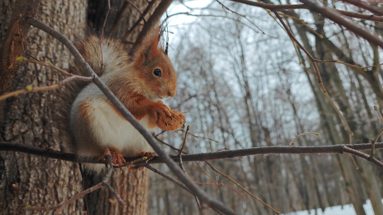Белка позировала с грецким орехом, пока её не спугнули 🤗🤐 Squirrel was posing with a walnut until...
