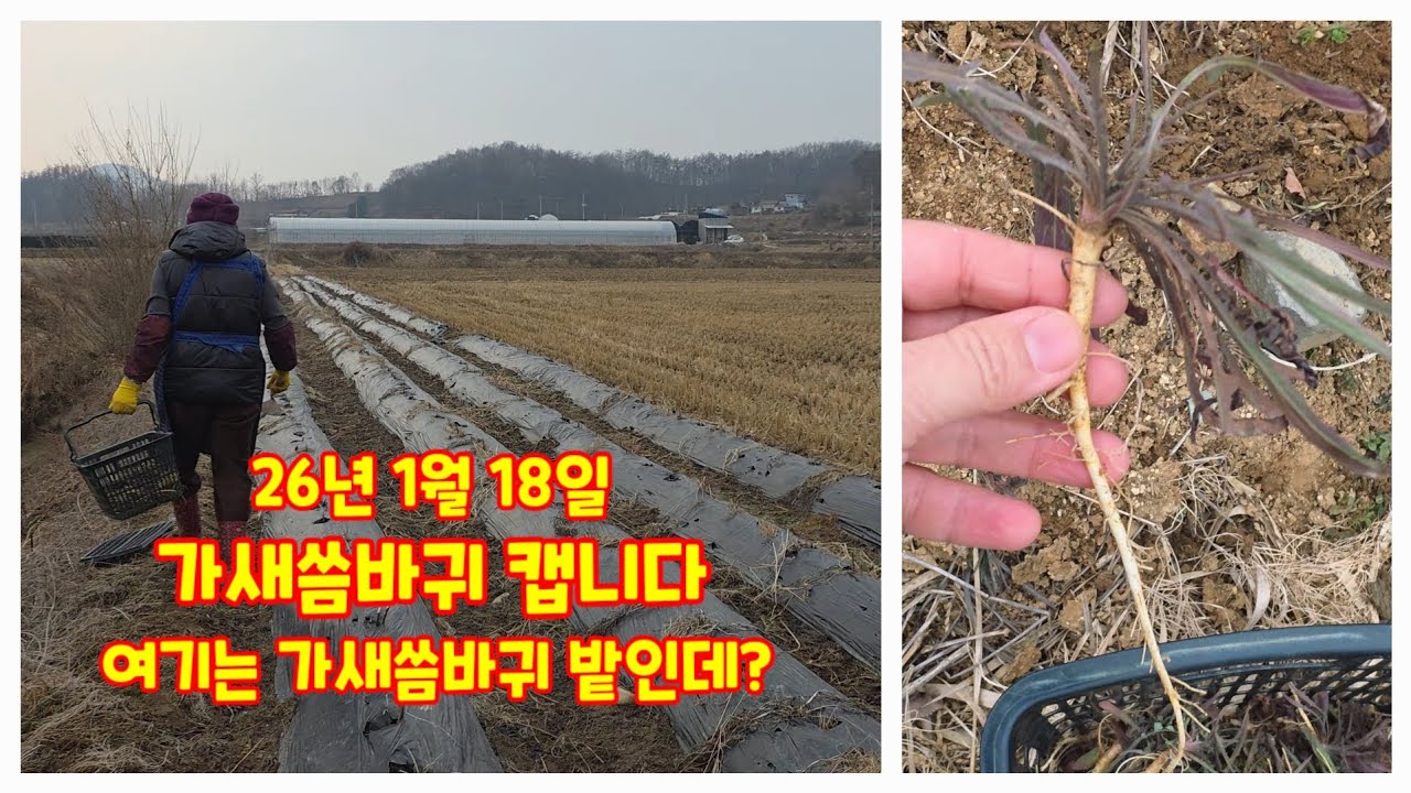 가새씀바귀 캡니다. 여기는 가새씀바귀 밭인데? 청정자연 충북 괴산 자연팜앤쿡