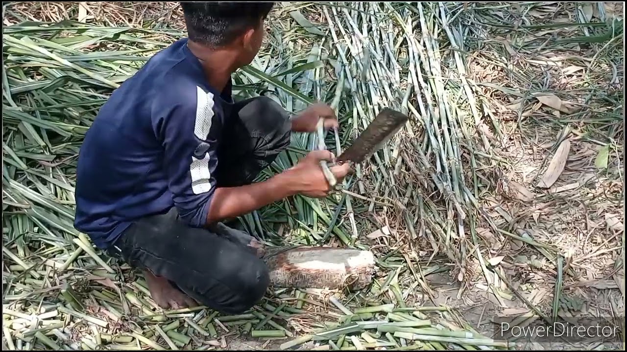 জারা 1 হাইব্রিড ঘাসের কাটিং নিতে যোগাযোগ করুন 01311884586