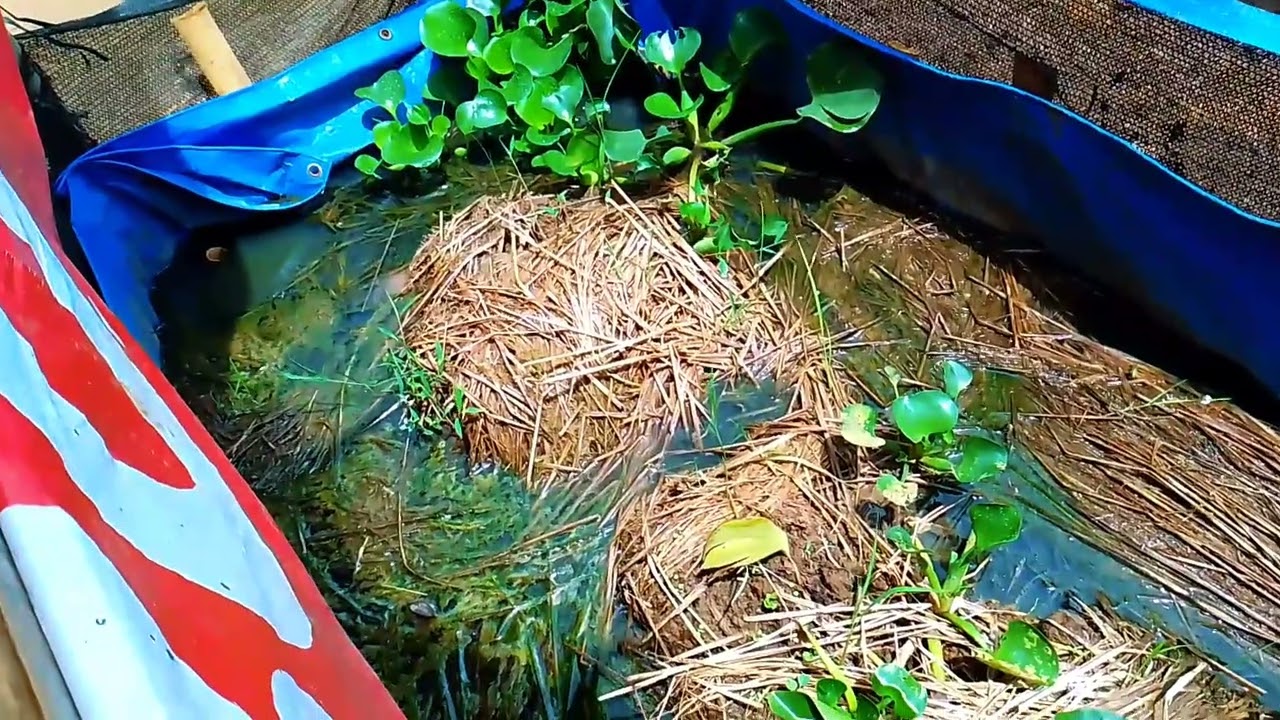 BUDIDAYA BELUT KOLAM DI SETTING SAMPAI MATANG AGAR HASILNYA MEMUASKAN 