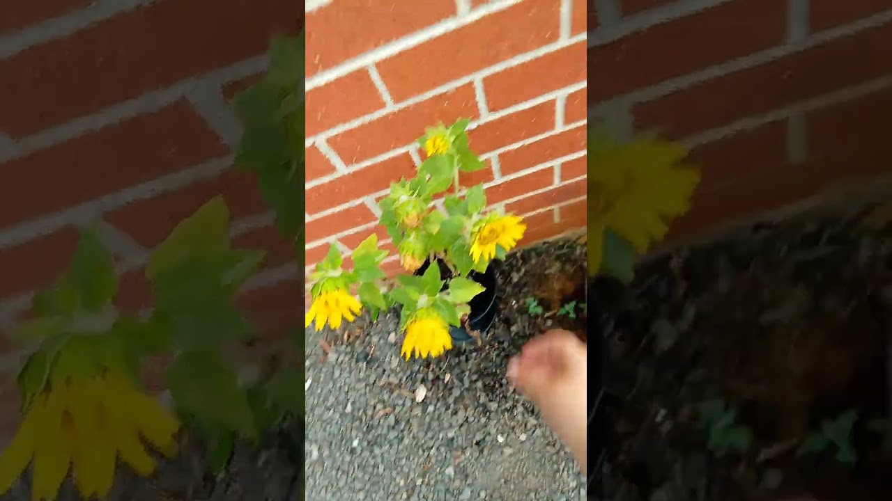 Almost grown 