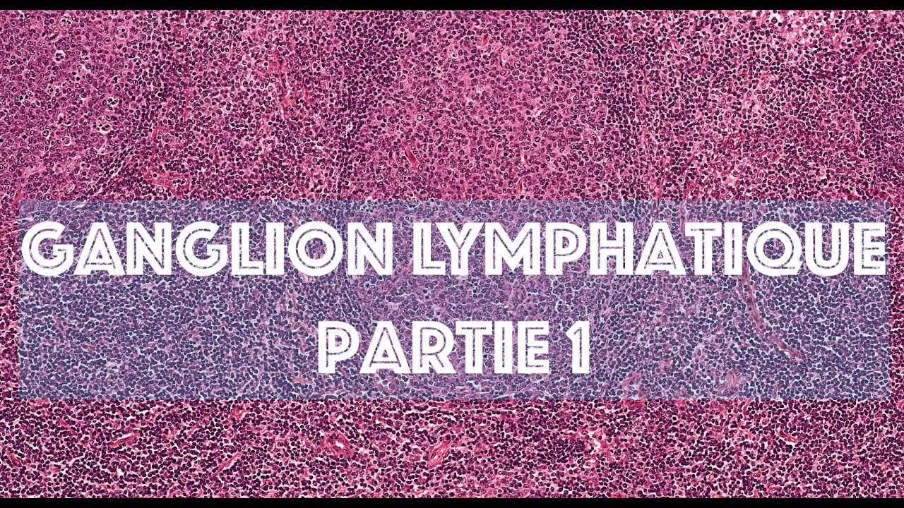LE GANGLION LYMPHATIQUE (partie 1) - HISTOLOGIE