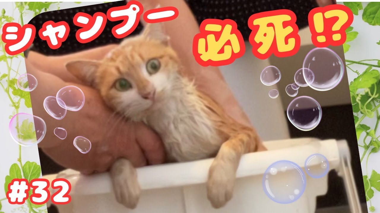 【汚れが落ちません】子供の野良猫を保護しシャンプーしました。