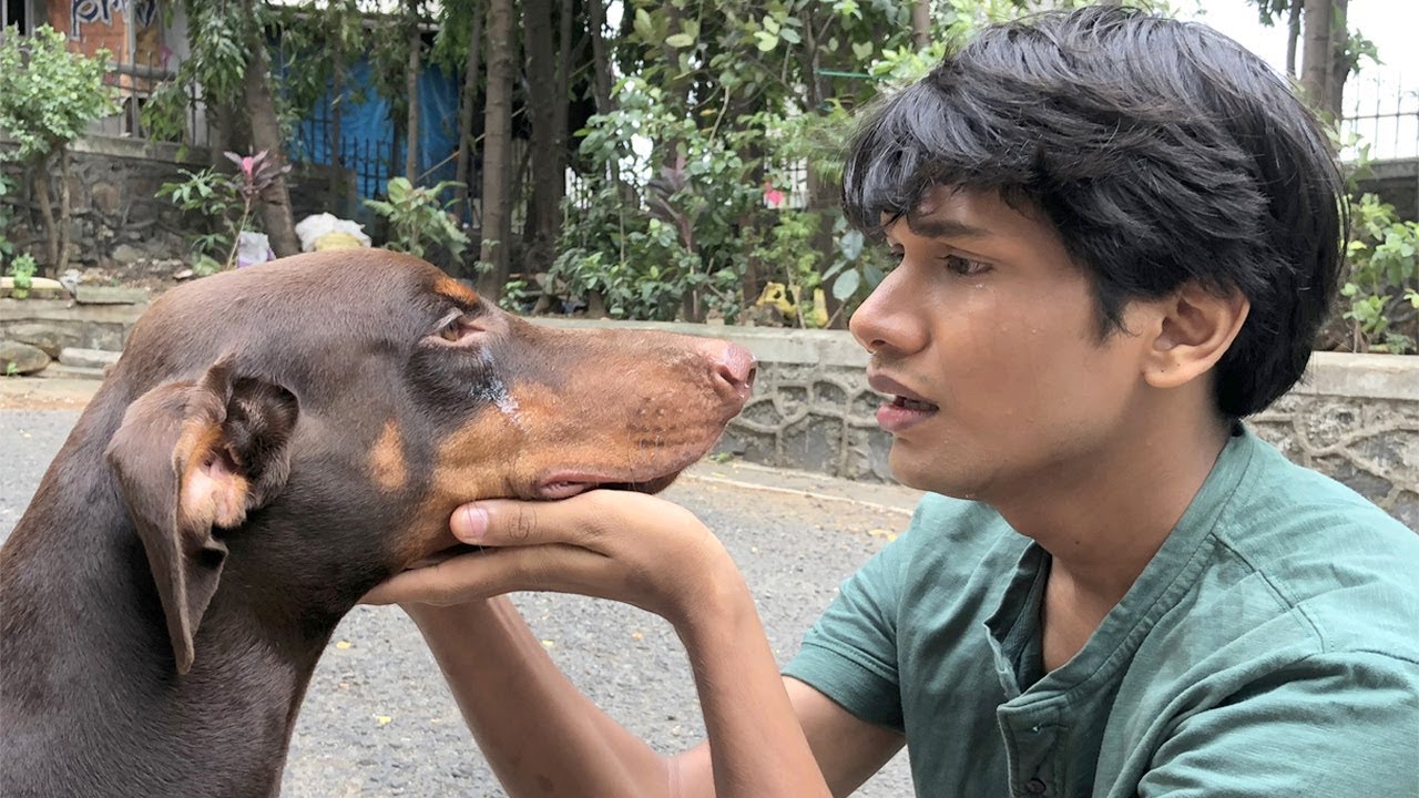 DOG SHORT FILM | MISSING POCKET || MOHAK MEET