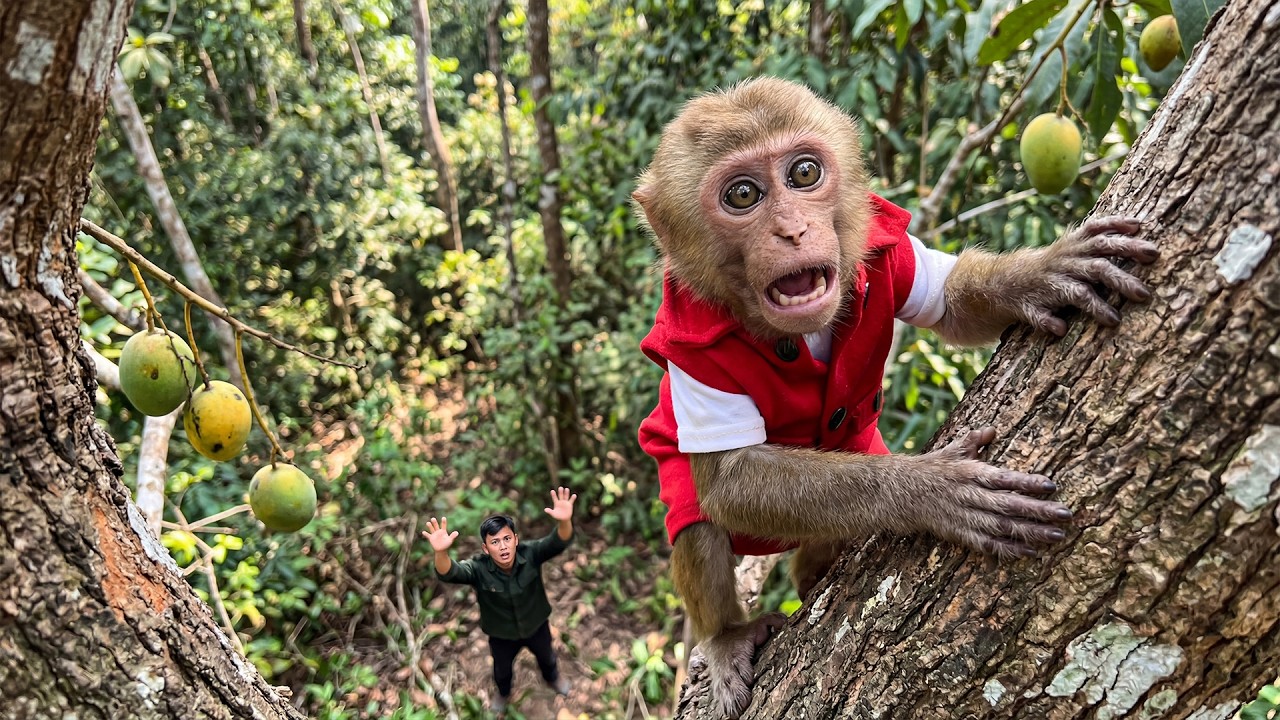 Monkey Bon Climbed Too High for Wild Mangoes… Then the Bees Came!