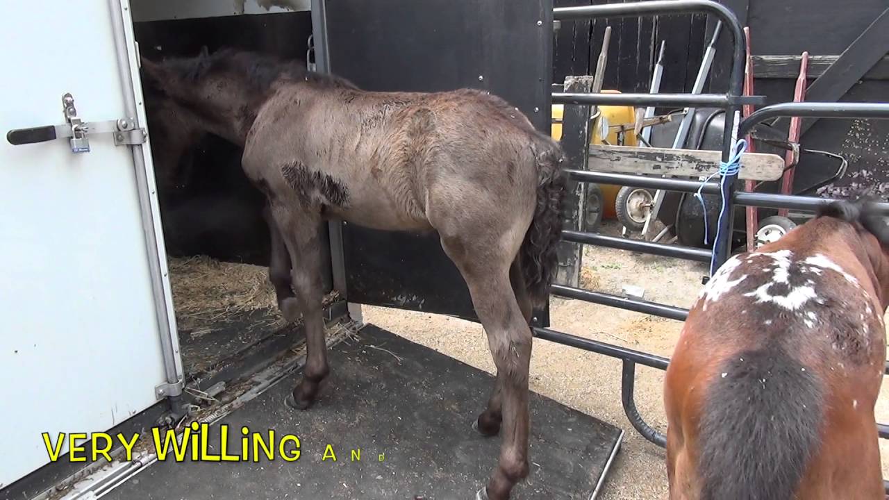 How did we pick the nurse mare foals to adopt?