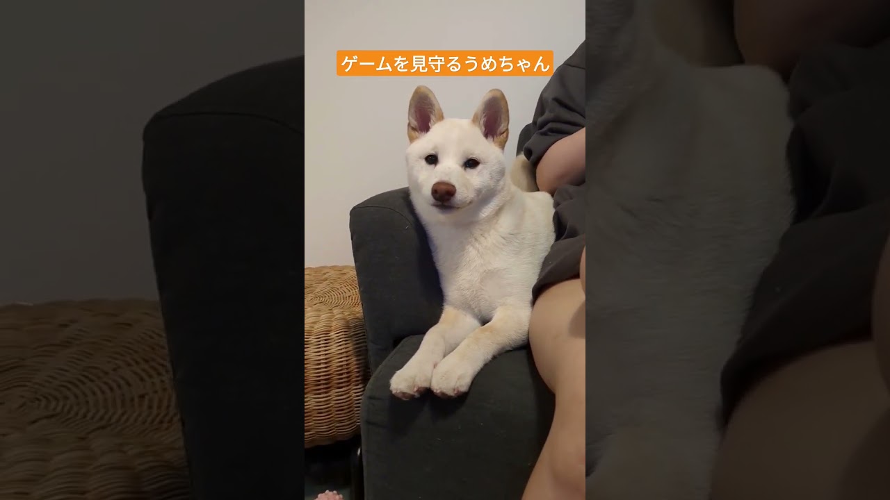 ひっつきたいうめこ様 