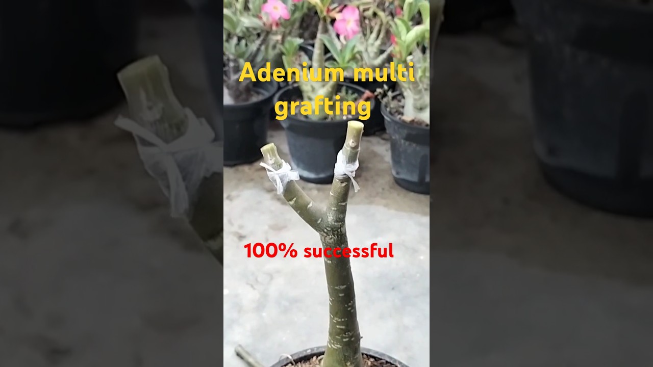 Adenium grafting process. 100% successful method. #adeniumgrafting #grafting #adenium #desertrose