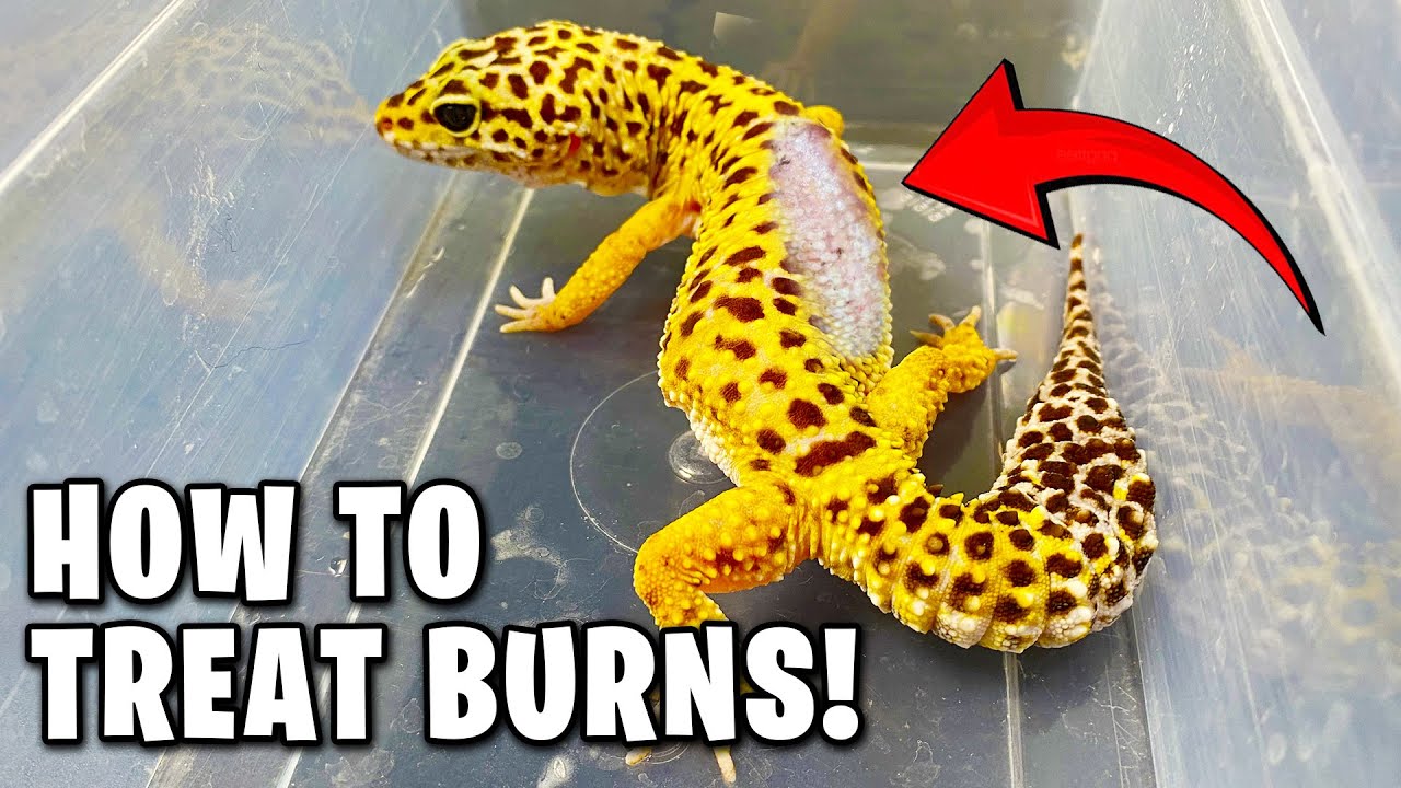Reptile Burn Treatment - How Do You Treat a Reptile Burn?