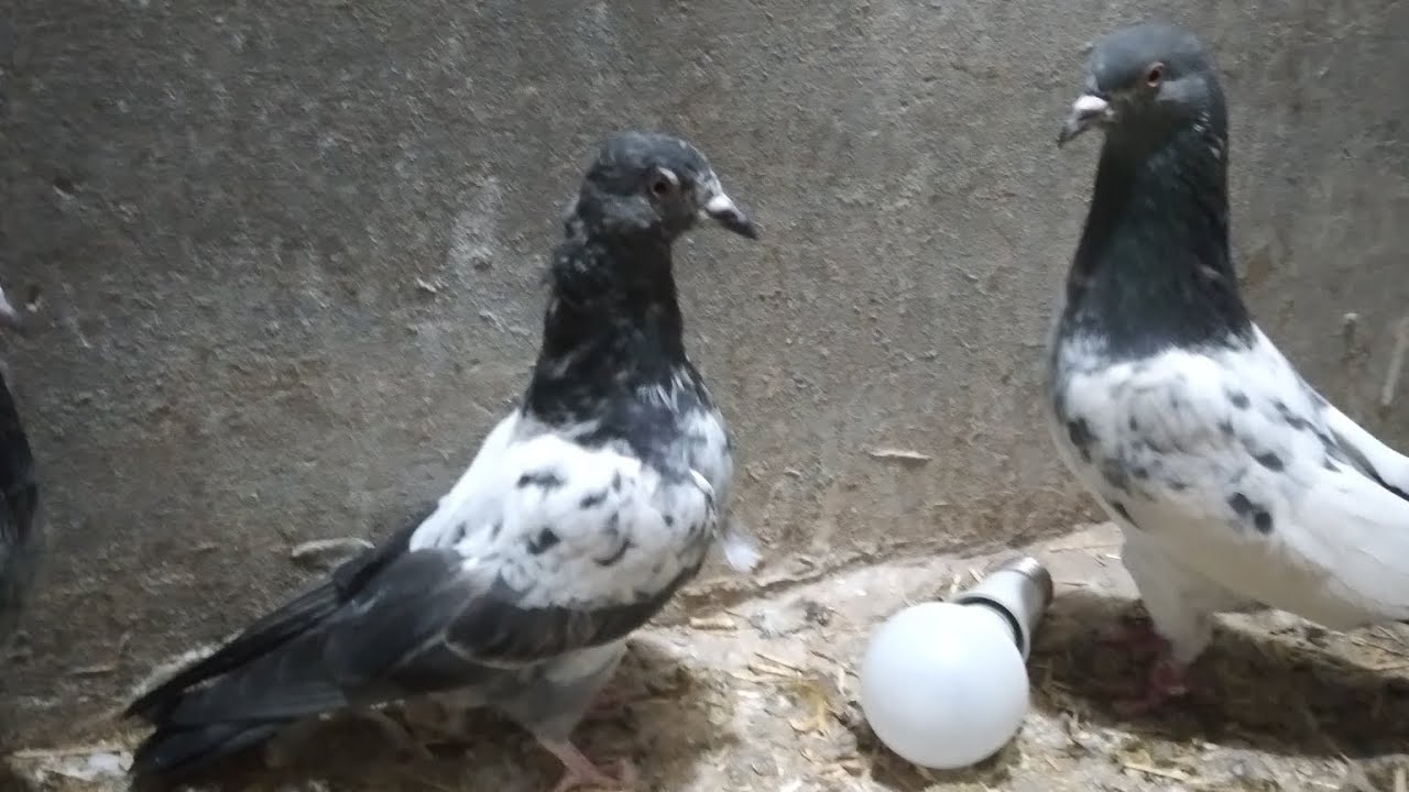 Best flying pigeons 🕊 