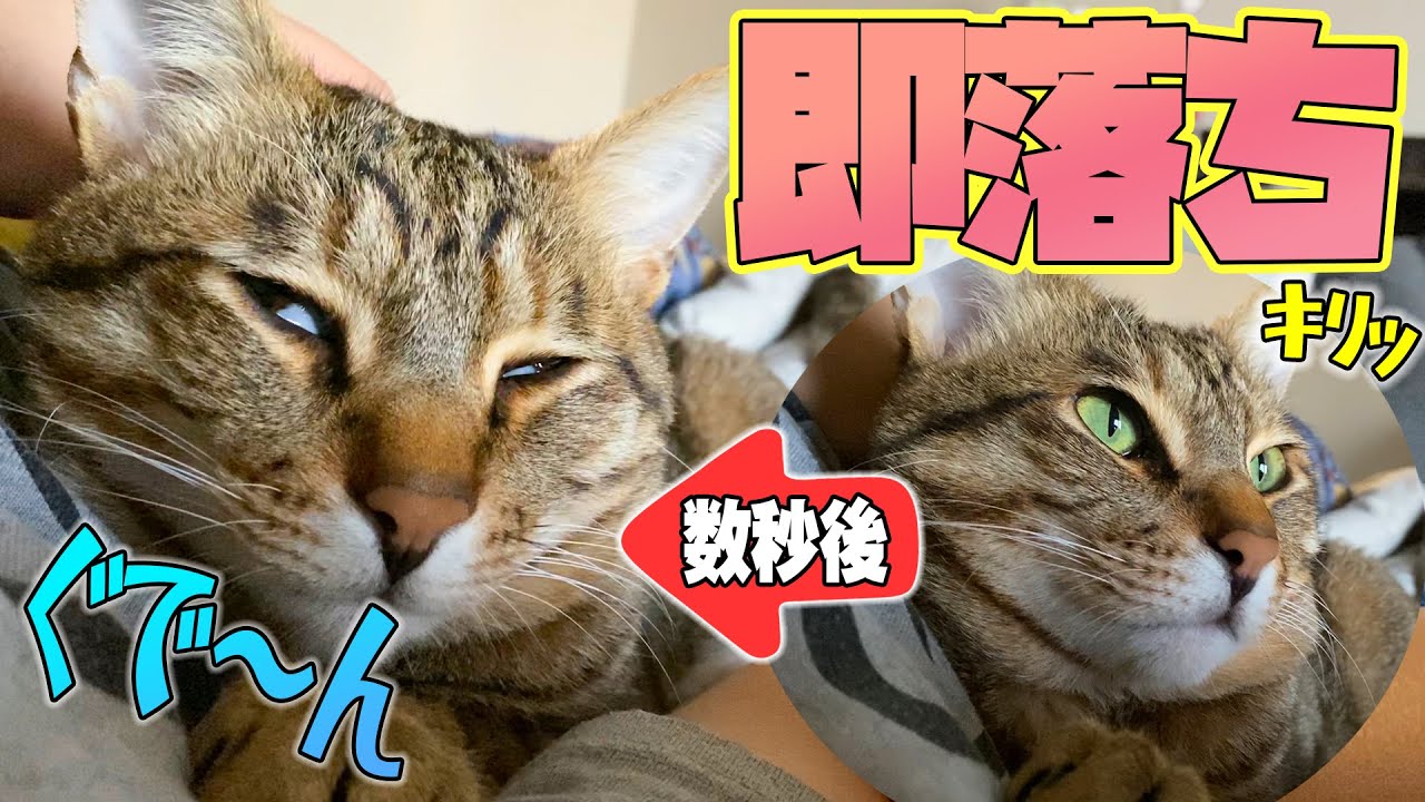 飼い主に腕枕されたイケメン猫はこうなります