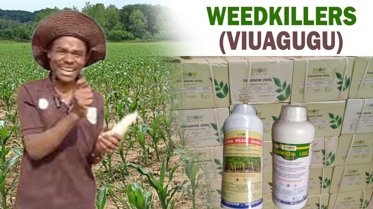 Fanya palizi kwa kutumia aina hizi za viua Gugu(herbicides)|| Aina za viua magugu(weed killer)