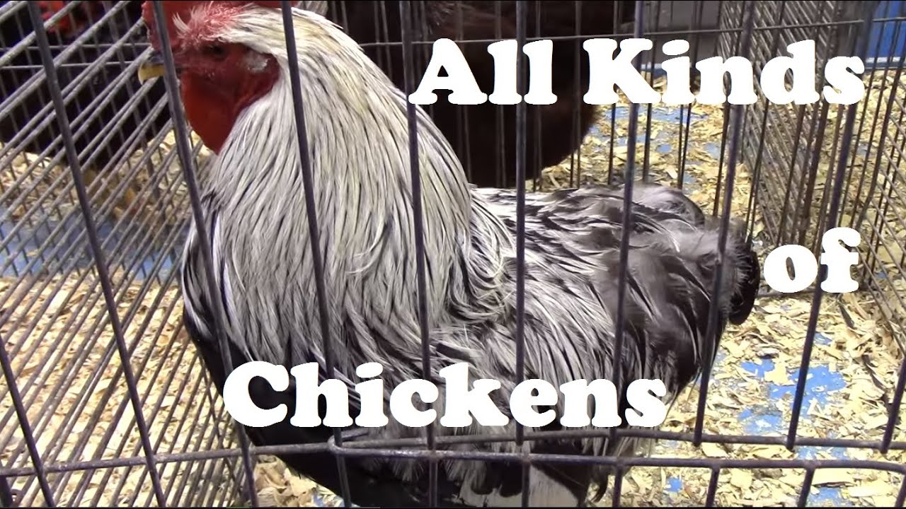 Lots of Different Chicken Breeds From Ameraucana to Wyandotte.
